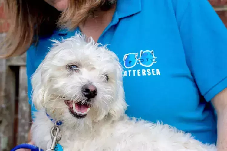 Battersea Dogs & Cats Home | Here For Every Dog And Cat